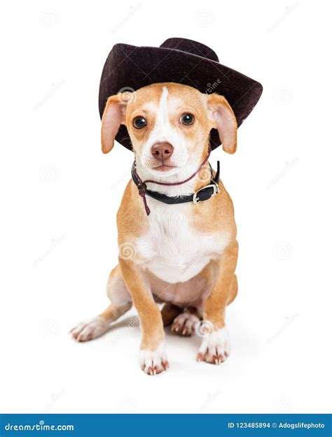 Little Dog Wearing Cowboy Hat Stock Photo - Image of costume, mixed ...