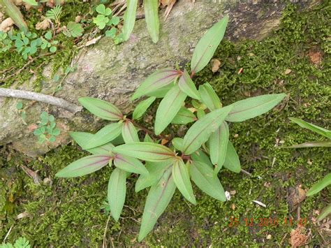 my G@Rdening frenzY: COMMON GARDEN WEEDS