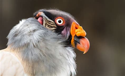 The Seven Species Of New World Vultures - WorldAtlas