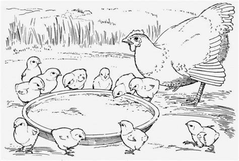 -: Ang Inahing Manok na Mapagmahal | Chicken coloring pages, Farm ...