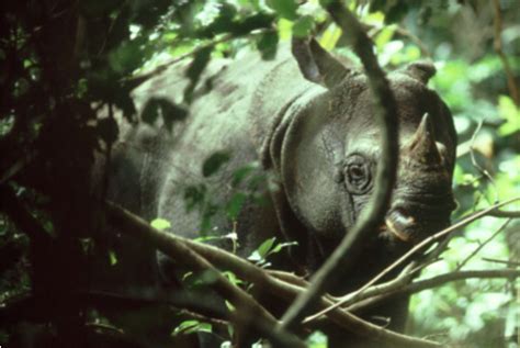 Endangered Species: Javan Rhinoceros - Sports and Politics