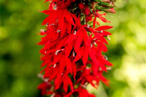 How to Grow and Care for Cardinal Flower