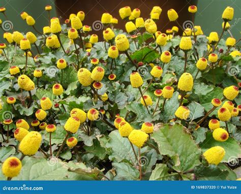 Fresh Flowering Para Cress Plant, Spilanthes Oleracea Stock Photo ...