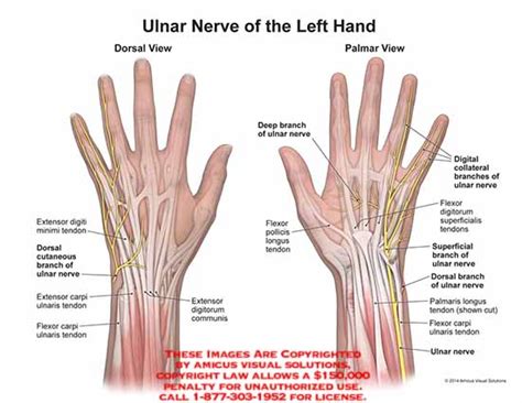 ulnar – Anatomy Exhibits