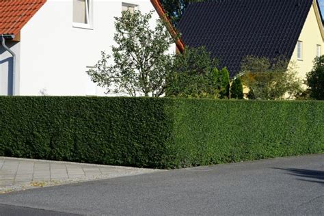 Get Laurel Hedge Pruning in Your Area | Laurel Hedge Pruning Pros