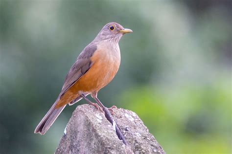 Rufous-bellied Thrush - Turdus rufiventris