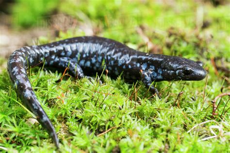 Blue-spotted salamander (ambystoma laterale) crawling over moss ...