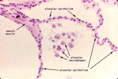 Histology at SIU