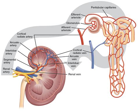 Gross Anatomy of the Kidney · Anatomy and Physiology