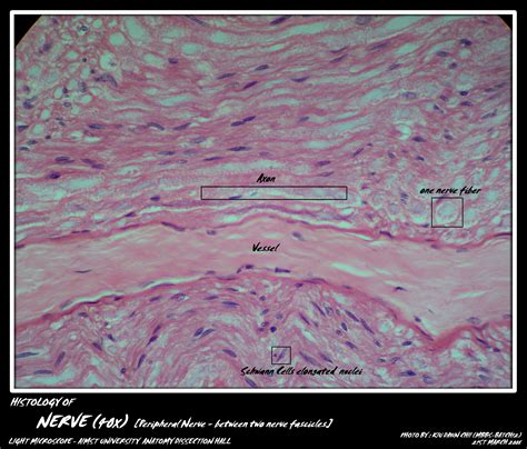 Nerve Fibers Histology