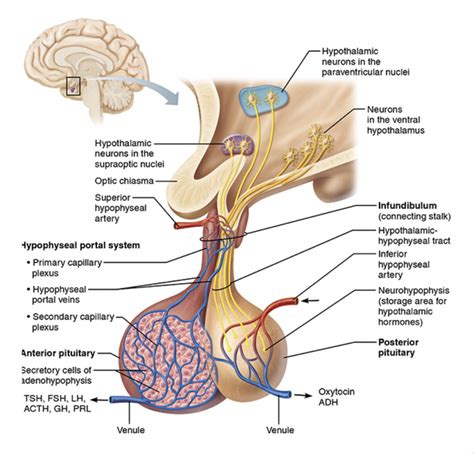 Practicle 3: Pituitary gland 101 Diagram | Quizlet