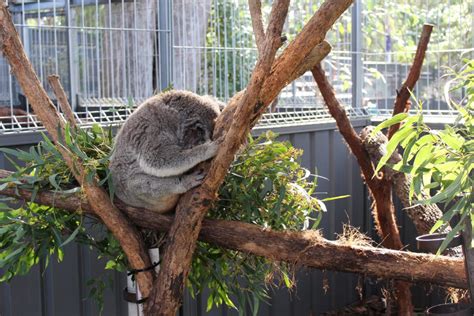 Visite du Koala Hospital à Port Macquarie en Australie