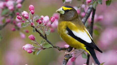 Spring Birds Wallpapers - Wallpaper Cave