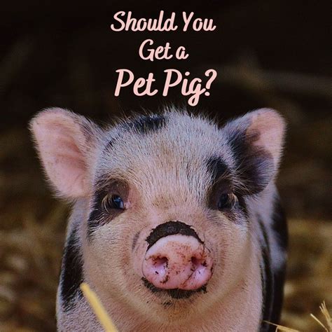 How To Keep A Pig As Pet - Sheetfault34