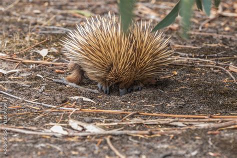 Echidna (Spiny Anteater) on Kangaroo Island, Australia Stock Photo ...