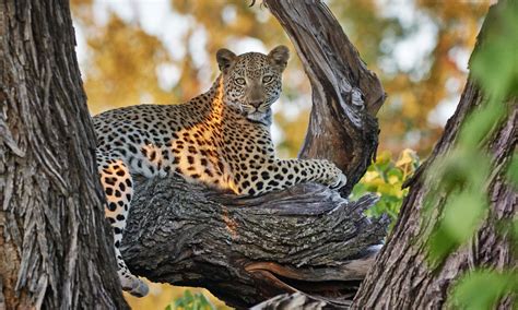 Top Safari Experiences In Okavango Delta - Enchanting Travels