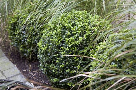 Buxus sempervirens - BBC Gardeners World Magazine