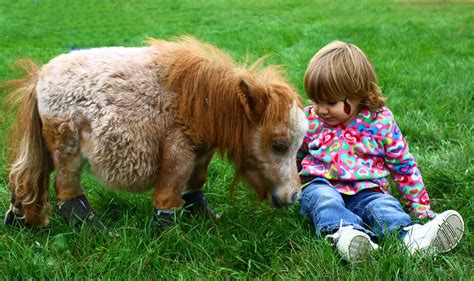 Harley and the miniature dwarf horse | jean snide | Flickr