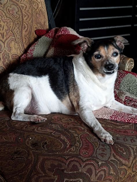 Best picture of Doo. 15 yr old Rat Terrier and the best boi. : OldManDog