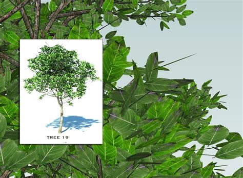 Free 3D Models - VEGETATION - SKETCHUP 3D TREES COLLECTION 3 - by ...