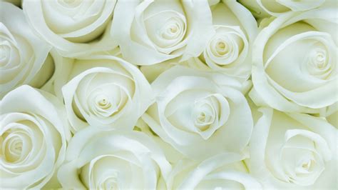 Download wallpaper 2560x1440 white roses, decorations, flowers, dual ...