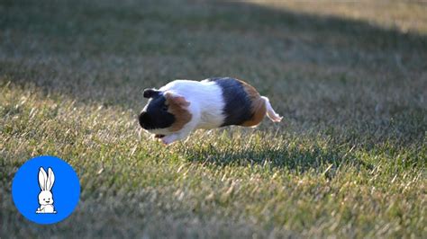 Cute Baby Guinea Pigs