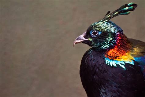 Himalayan Monal: National Bird of Nepal - AZ Animals