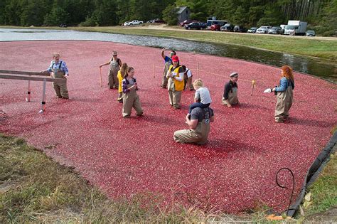 14th Annual Cranberry Harvest Celebration