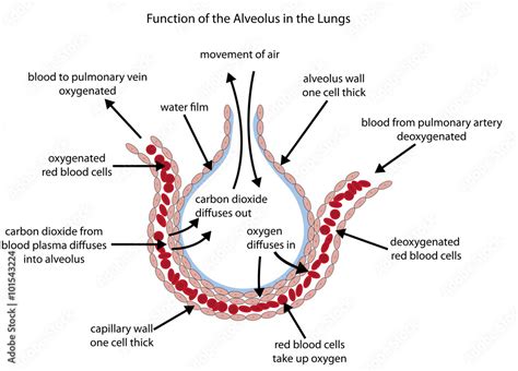 Fully labelled diagram of the alveolus in the lungs showing gaseous ...