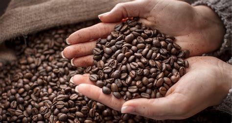 Which Coffee Beans are the Best? How to Choose Delicious Coffee Beans