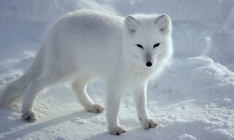 Arctic species set to suffer as warming grips polar region