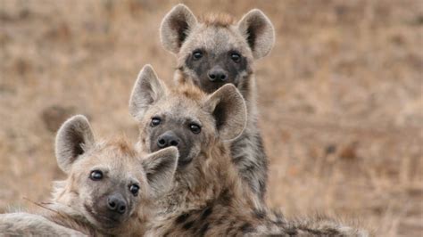 Spotted Hyena