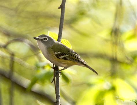 Blue-headed Vireo | North American Birds | Birding