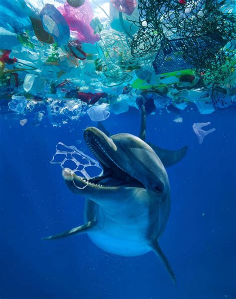 Ocean Trash (How It Affects Our Ecosystem) | Envynature