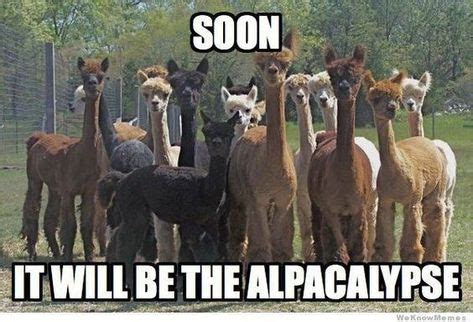 15 Hilarious Alpaca Memes That Will Have You Laughing All Day | Alpaca ...