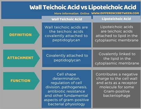 Difference Between Wall Teichoic Acid and Lipoteichoic Acid | Compare ...