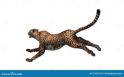 Cheetah jumping stock illustration. Illustration of feline - 121927773