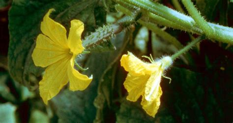 Cucumbers: How to Grow It