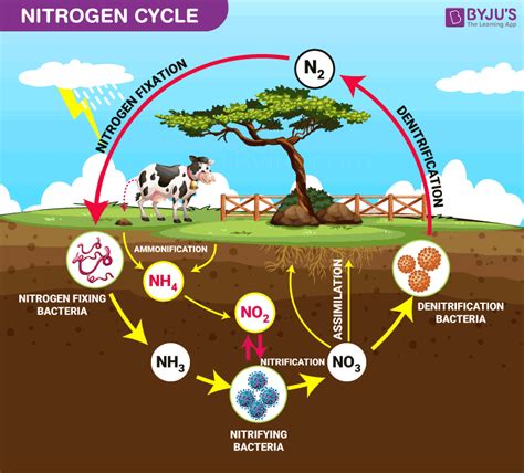 Nitrogen Cycle Easy Diagram Nitrogen Cycle Diagram - Sanders Doreas