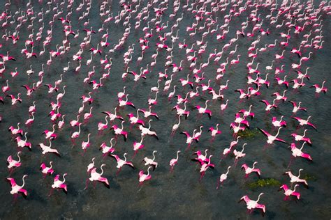 Incredible Aerial Photos Highlight Beauty of Great Flamingo Migration ...