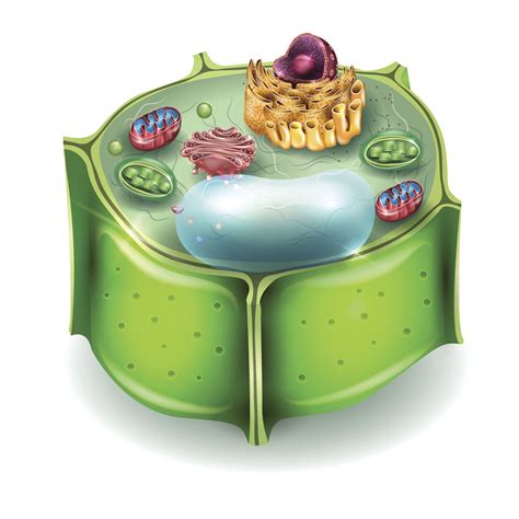 What Is A Plant Cell Model