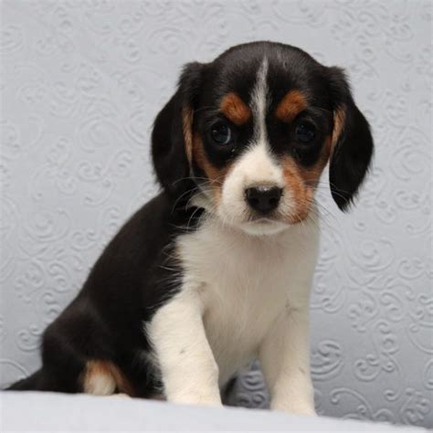 Beaglier Puppies For Sale | Canton, OH #251310 | Petzlover