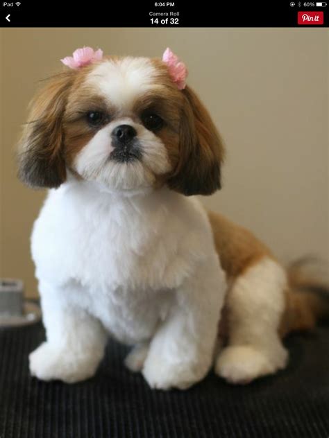 Precious | Shih tzu puppy, Dog haircuts, Shih tzu