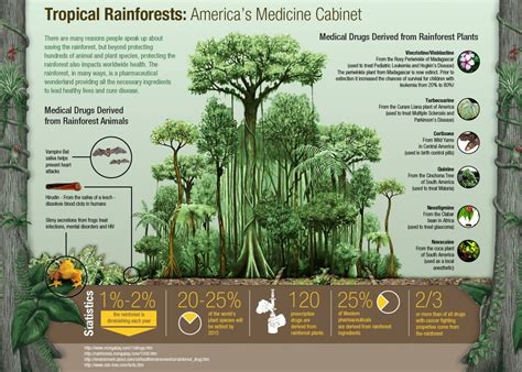 Tropical Rainforest Climate Facts