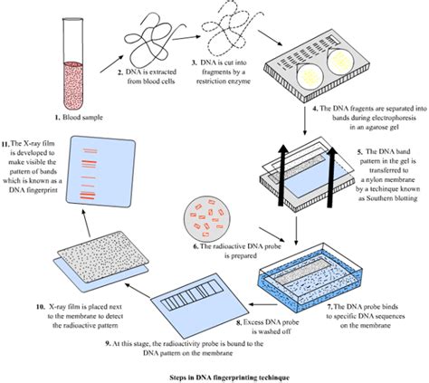 How is "DNA fingerprinting" done? | Socratic