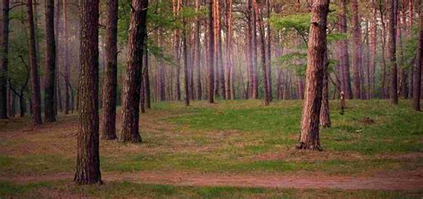 Pine Forest Vagamon, Idukki - Experience Kerala