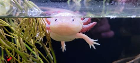 What Plants Can I Put in an Axolotl Tank?