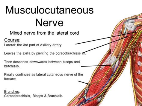 Nerves of the Upper Limb Flashcards - Easy Notecards