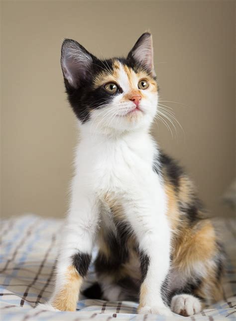 Calico - Female Domestic Short Hair Mix Cat in QLD - PetRescue