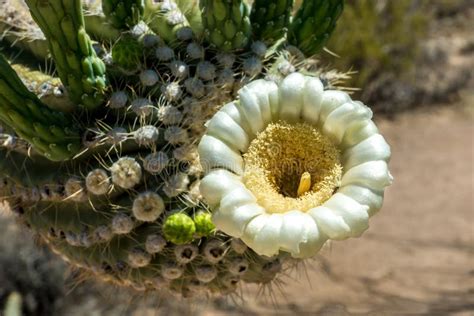 Close Up Saguaro Cactus Flower Stock Image - Image of park, fruit: 31397131